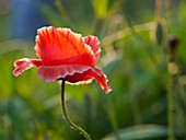 Roter Mohn (Papaver rhoeas) vor unscharfer Wiese