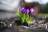 Lila Krokusse (Crocus) im Frühlingsgarten