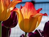 Tulpe (Tulipa) 'Spring Beauty' vor violetten Blüten