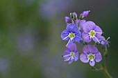 Blauer Ehrenpreis (Veronica chamaedrys) - Nahaufnahme