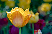 Gelbe gefranste Tulpe (Tulipa) im Frühling, unscharfer Hintergrund