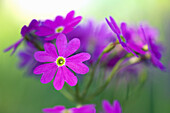 Alpine auricula (Primula auricula) in pink