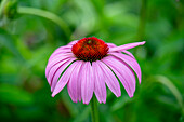 Roter Sonnenhut (Echinacea) in Nahaufnahme im sommerlichen Garten