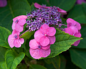 Hortensie (Hydrangea) in Rosa- und Lilatönen im Jardin Botanique de Montréal