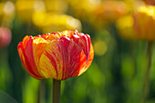 Tulip (Tulipa) in red and yellow in the tulip field at the Canadian Tulip Festival