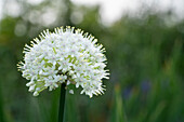 Allium-Blüte (Allium) auf verschwommenem grünen Hintergrund