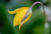 Yellow tulip (Tulipa) with green leaves in the background