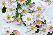 Dog rose (Rosa canina) against a white background