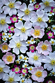 Rosenmischung aus Hundsrose (Rosa canina), Bereifter Rose (Rosa glauca) und Vielblütiger Rose (Rosa multiflora) vor schwarzem Hintergrund, Blütenteppich