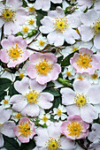 Hundsrose (Rosa canina) und vielblütige Rose (Rosa multiflora) vor weißem Hintergrund, Blütenteppich