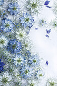 Flower carpet with white, light blue and dark blue flowers of the Maiden in the Green (Nigella damascena) on a light background