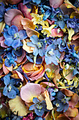 Carpet of flowers with delphinium, rose petals and hyacinths (Hyacinthus) with water droplets