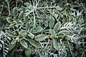 Various leaves in shades of grey, senecio, santolina, mugwort (Artemisia), sage (Salvia)