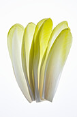 Chicory leaves on a white background