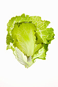 Endive leaves on a white background
