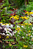 Sonnenhut im sommerlichen Garten