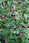 Schwarze Hagebutte an Strauch im Garten