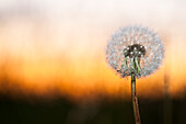 Dandelion at sunset