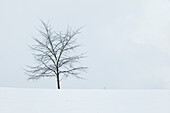 Kahler Baum in Winterlandschaft