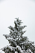 Schneebedeckter immergrüner Baum