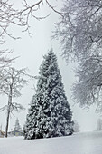 Schneebedeckter immergrüner Baum