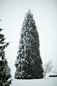 Schneebedeckter immergrüner Baum