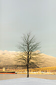 Einsamer Baum im Winter mit Ironworkers Memorial Second Narrows Crossing über Burrard Inlet mit North Shore Mountains im Hintergrund, North Vancouver, British Columbia, Kanada