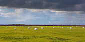 Bales of hay wrapped in white plastic on grassy field, Iceland