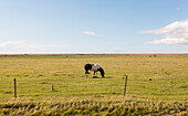 Pferd grasend auf einer Wiese, Island