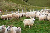 Large flock of Icelandic sheep in pen, Hunaver, Iceland
