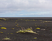 Schwarzer Sand mit grünen Moosflecken und hohem Gras, Island