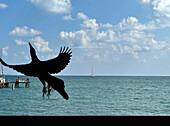 Silhouette eines flüchtenden Vogels am Strand, Cancun, Quintana Roo, Mexiko