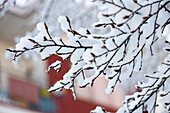 Snow on tree branch