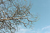 Low angle view of snow-covered tree branches against blue sky and clouds