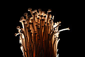 Enoki Mushrooms against black background