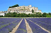 France, Drome, Drome provençale, perched village of Grignan and lavender fields in the foreground