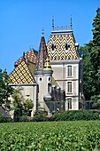 France, Cote d'Or, Aloxe Corton, Burgundy climates listed as World Heritage by UNESCO, Route des Grands Crus, Cote de Beaune vineyard, Chateau Corton Andre