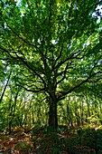 Frankreich, Gironde, Val de L'Eyre, Parc Naturel Régional des Landes de Gascogne, Eiche