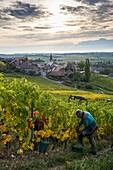 Switzerland, Canton of Vaud, Nyon, vintage in the vineyard and village of Féchy in the background