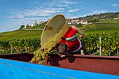 Switzerland, Canton of Vaud, Nyon, vintage in the vineyard and village of Féchy in the background