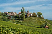 Switzerland, Canton of Vaud, Nyon, the vineyard and the picturesque village of Féchy