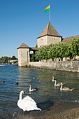 Switzerland, Canton of Vaud, Rolle, family of swans on the shore of Lake Geneva in front of the castle