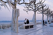 Schweiz, Kanton Waadt, Versoix, die Ränder des Genfersees sind bei sehr kaltem Nordwind mit Eis bedeckt, die Äste der Bäume haben sich in Girlanden aus Eis verwandelt