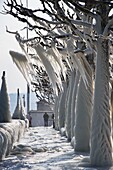 Switzerland, Canton of Vaud, Versoix, the shores of Lake Geneva in very cold weather, drapery of ice on the trees of the shore