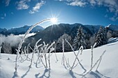 Frankreich, Haute Savoie, Chablais-Massiv, Samoëns, Grand Massif, gefrorene Kräuter beim Aufstieg zum Saix-Plateau, der Höhenstation und dem Crêt des Parements