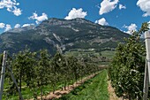 Switzerland, Valais, Saillon, Valais fruit production orchard, apricots, apples, grapes