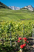 Switzerland, Valais, Saillon, the vineyard sloping at the foot of the old fortress