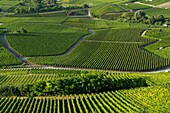 Switzerland, Valais, the vineyard of Sierre surrounds the city