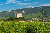 Schweiz, Wallis, der Weinberg von Sierre um das Schloss von Goubing