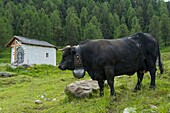 Schweiz, Wallis, Val d'Anniviers, die grösste Kuhherde der Herens Eidgenossenschaft auf der Wiese von Tracuit